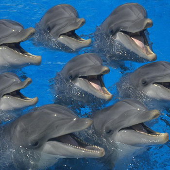 дельфины - "Вместе с дельфинами". - Страница 6 284119
